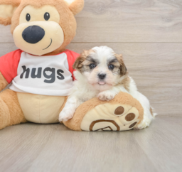 6 week old Teddy Bear Puppy For Sale - Seaside Pups
