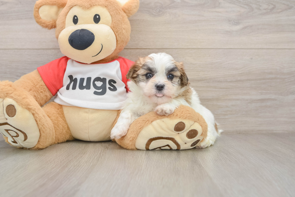 Teddy Bear Puppy for Adoption