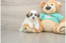 Teddy Bear Pup Being Cute