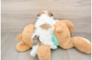 Fluffy Teddy Bear Designer Pup