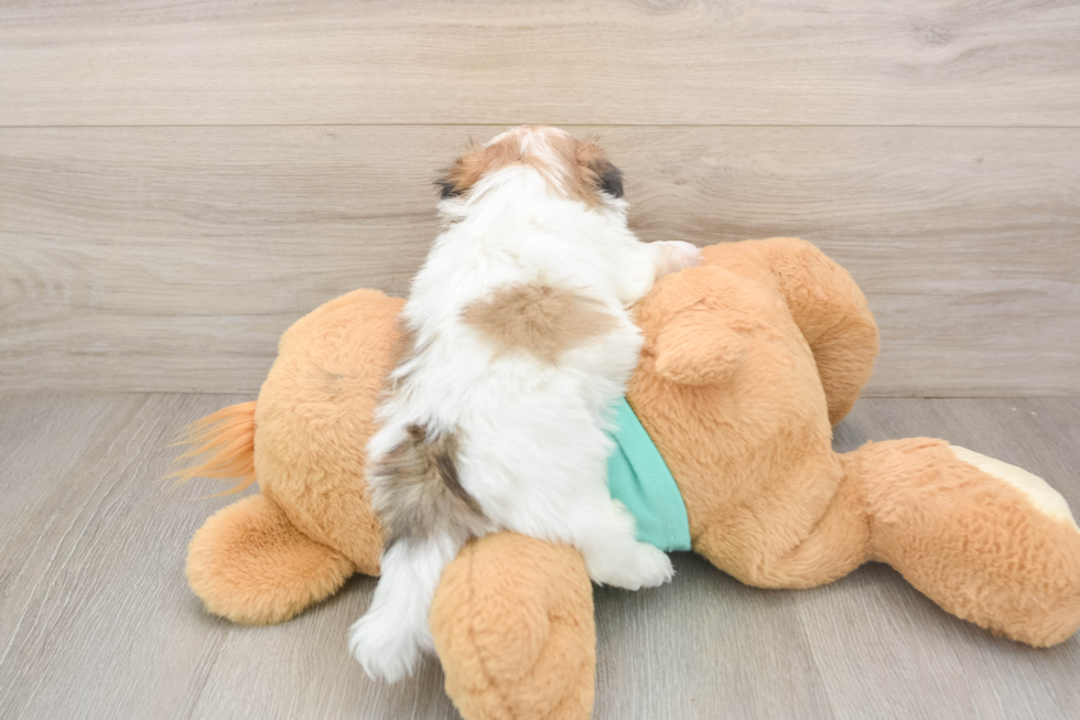 Fluffy Teddy Bear Designer Pup