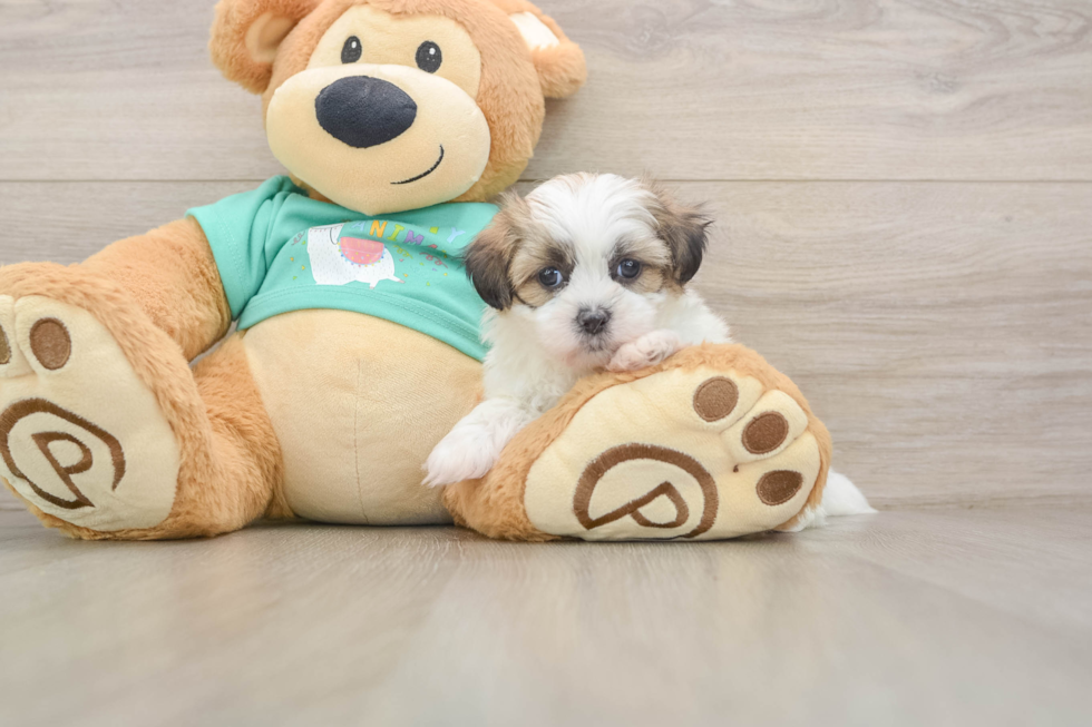 Best Teddy Bear Baby