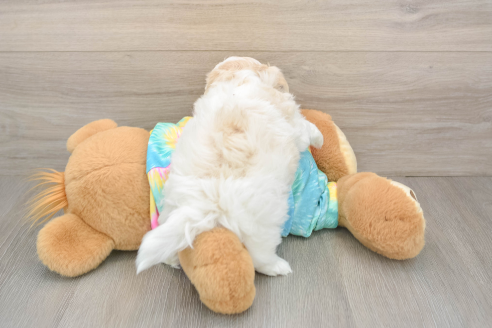 Best Teddy Bear Baby