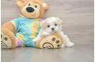 Small Teddy Bear Baby