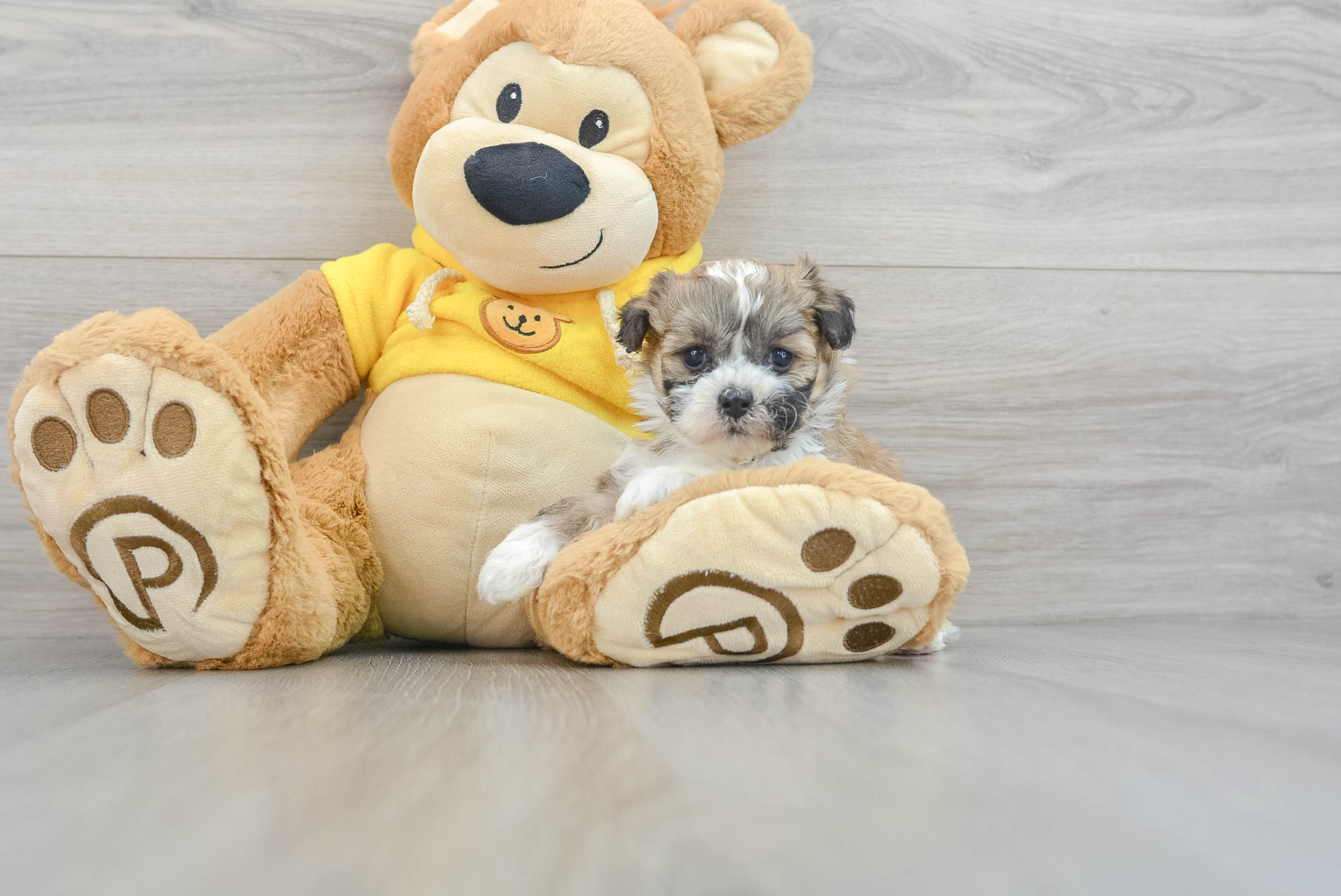 Toy teddy bear puppies for sale sale