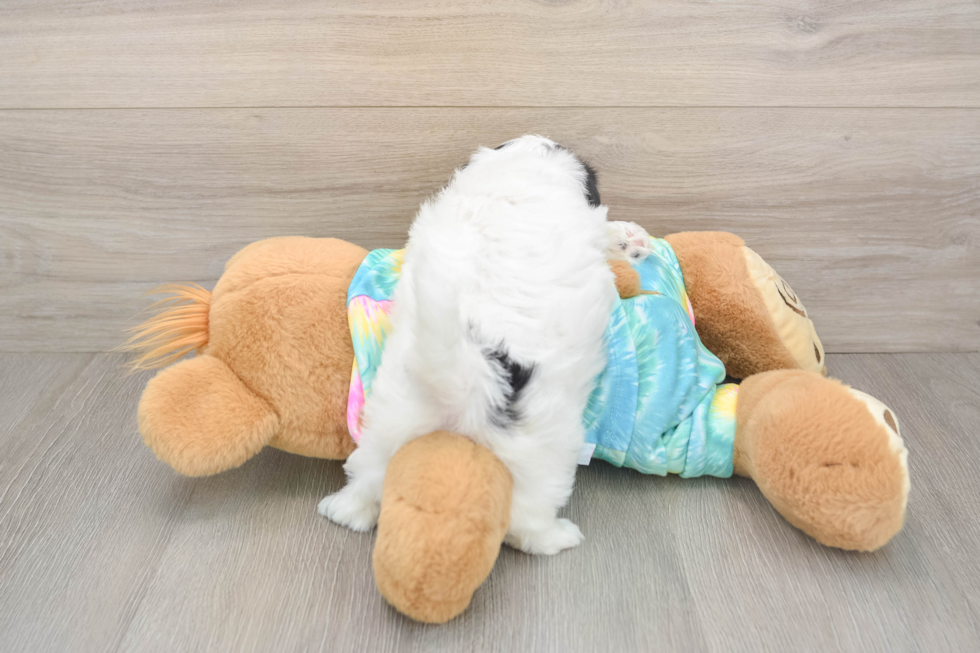 Adorable Shitzu Designer Puppy