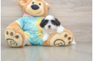 Hypoallergenic Shitzu Designer Puppy