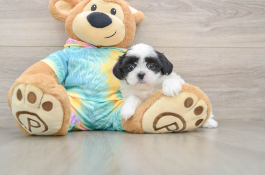 Hypoallergenic Shitzu Designer Puppy