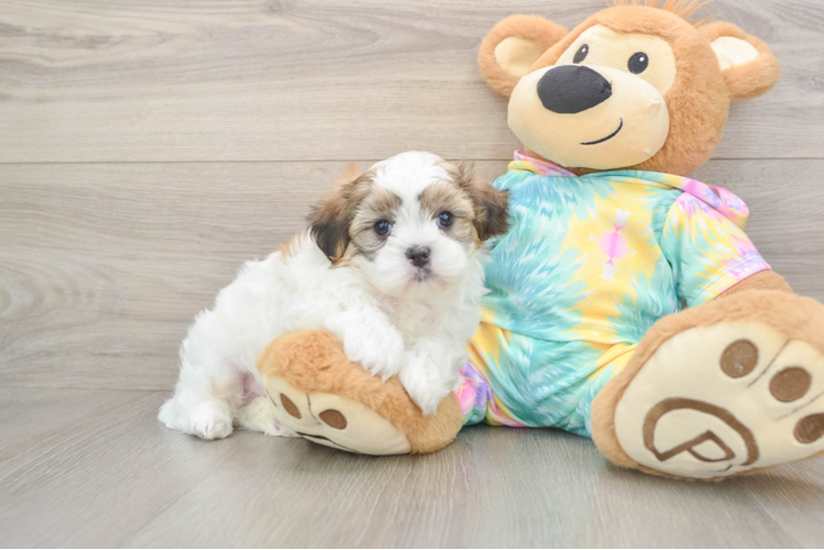 Teddy Bear Puppy for Adoption