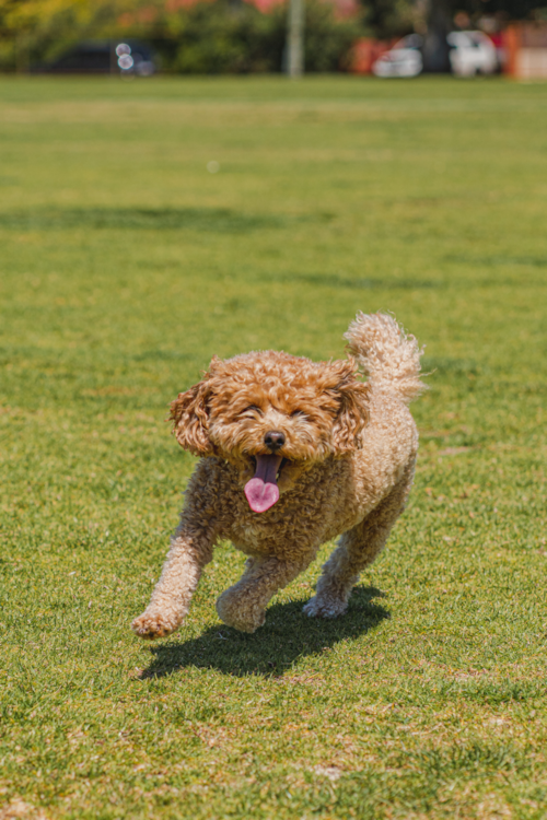 Puppy Spotlight: Meet Unique, Toy Poodle for Sale in Boca Raton - Love My  Puppy