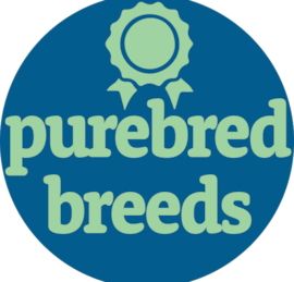 Purebred Breeds Puppies For Sale - Seaside Pups