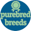 Purebred Breeds Puppy For Sale - Seaside Pups Purebred Breeds Puppy For Sale - Seaside Pups
