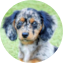 Mini Doxiedoodle Puppy For Sale - Seaside Pups Mini Doxiedoodle Puppy For Sale - Seaside Pups