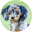 Mini Doxiedoodle Puppies For Sale - Seaside Pups Mini Doxiedoodle Puppies For Sale - Seaside Pups