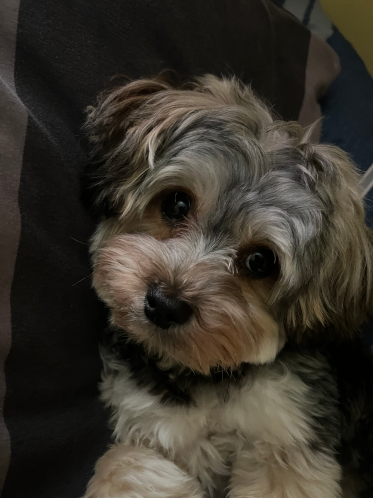 Yorkie Bichon Bichon X Terrier Bichon Yorkie X For Sale Designer