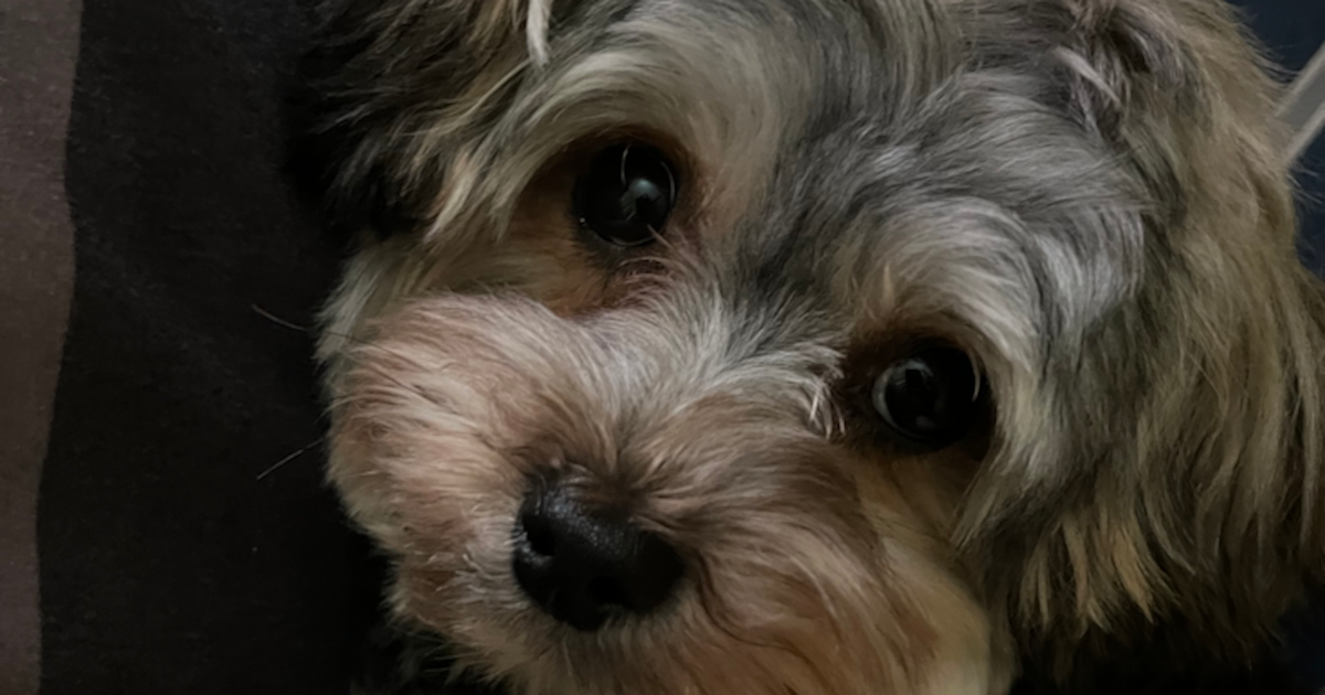 Designer Yorkie Chon Puppies for Sale -Seaside Pups