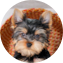 Yorkshire Terrier Puppy For Sale - Seaside Pups Yorkshire Terrier Puppy For Sale - Seaside Pups