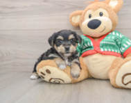 5 week old Yorkie Chon Puppy For Sale - Seaside Pups