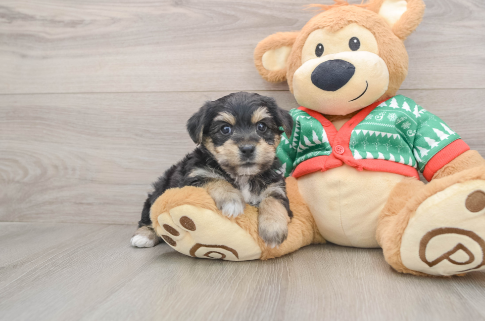 5 week old Yorkie Chon Puppy For Sale - Seaside Pups