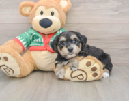 5 week old Yorkie Chon Puppy For Sale - Seaside Pups