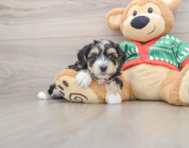 5 week old Yorkie Chon Puppy For Sale - Seaside Pups