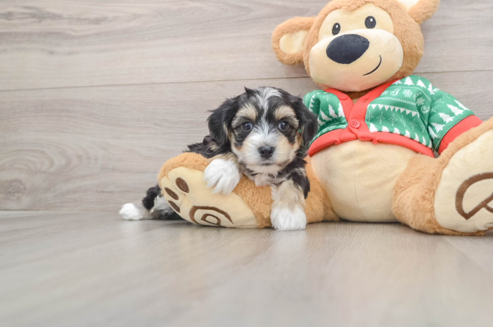 5 week old Yorkie Chon Puppy For Sale - Seaside Pups