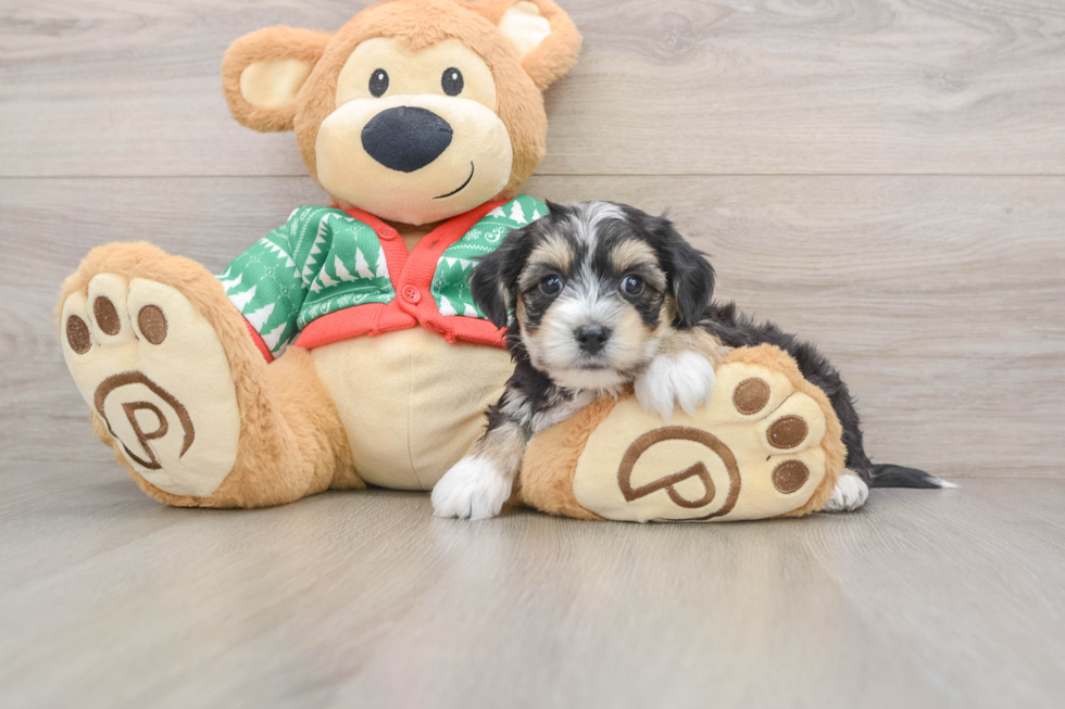 Friendly Yorkie Chon Baby