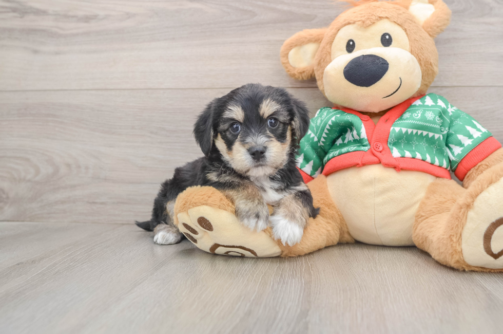 5 week old Yorkie Chon Puppy For Sale - Seaside Pups