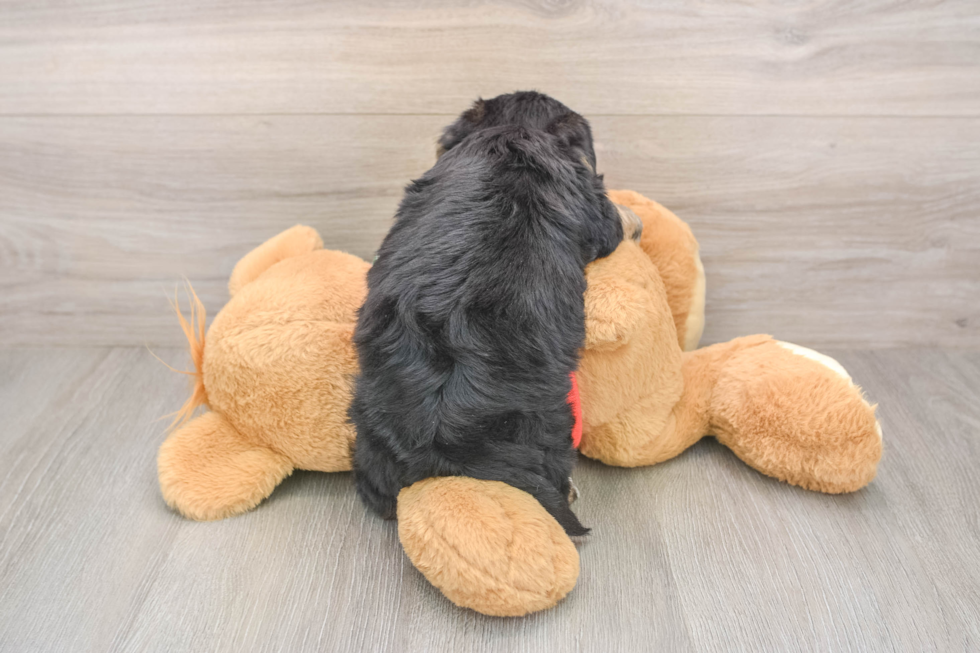 Small Yorkie Chon Baby