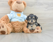 5 week old Yorkie Chon Puppy For Sale - Seaside Pups