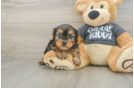 Popular Yorkie Chon Designer Pup