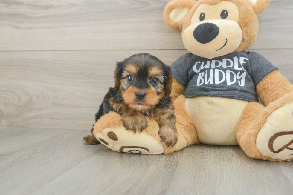 Popular Yorkie Chon Designer Pup