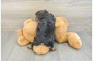 Energetic Yorkichon Designer Puppy