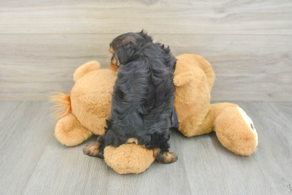 Energetic Yorkichon Designer Puppy