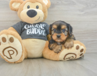 5 week old Yorkie Chon Puppy For Sale - Seaside Pups