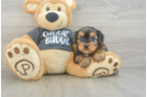 Little Borkie Designer Puppy