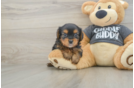 Friendly Yorkie Chon Baby