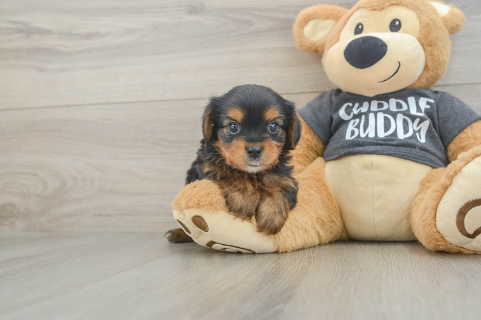 Friendly Yorkie Chon Baby