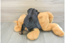 Yorkie Chon Puppy for Adoption