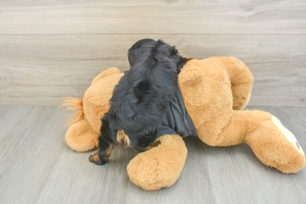 Yorkie Chon Puppy for Adoption