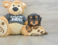 5 week old Yorkie Chon Puppy For Sale - Seaside Pups