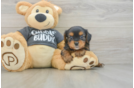 Hypoallergenic Yorkie Bichon Designer Puppy