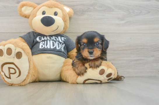 Hypoallergenic Yorkie Bichon Designer Puppy