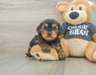 5 week old Yorkie Chon Puppy For Sale - Seaside Pups