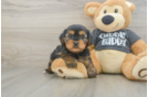 Friendly Yorkie Chon Baby