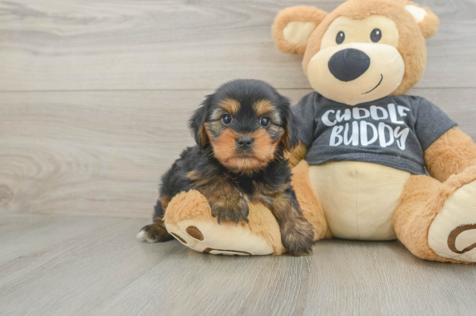 6 week old Yorkie Chon Puppy For Sale - Seaside Pups