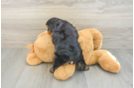 Smart Yorkie Chon Designer Pup