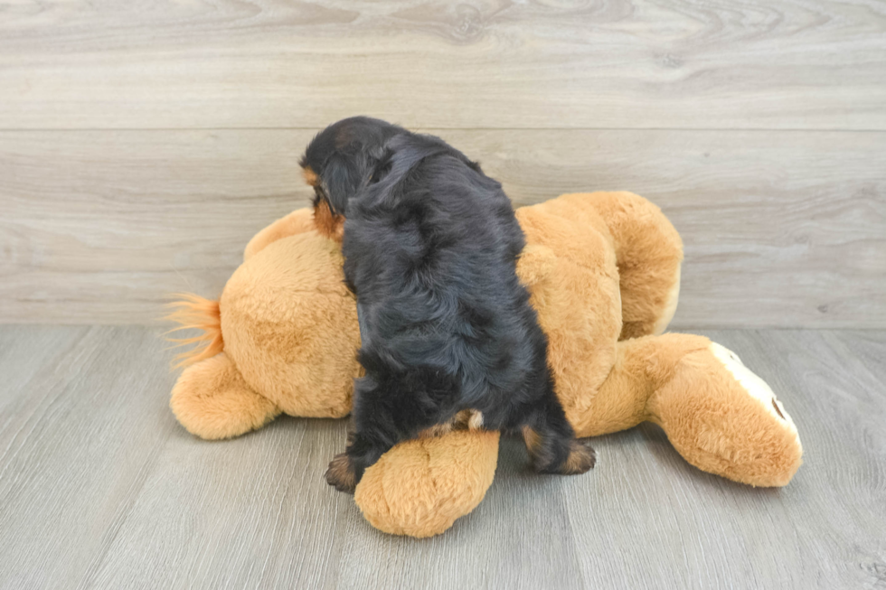 Smart Yorkie Chon Designer Pup