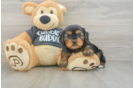 Yorkie Chon Pup Being Cute
