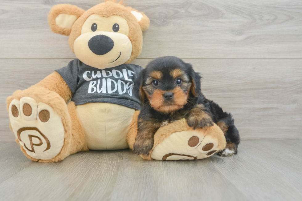 Yorkie Chon Pup Being Cute